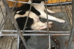 IMG_4399