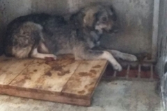 1 Mai în dreptul Bserici Sf Maria microcip 642099000498610