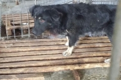 Intrarea Șoseaua din Vii microcip 642099000498609