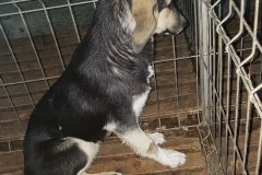 Str.Anghel Saligny Microcip 642099000461420