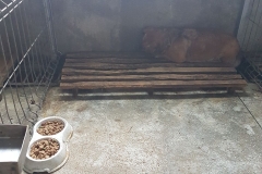 Str.Bibescu Voda Microcip 642099000461504