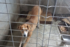 Str.Bibescu Voda Microcip 642099000470439