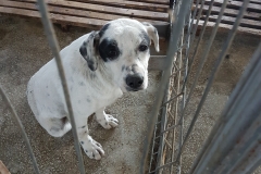 Str. Comarnic microcip 642099000498591