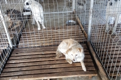 Str. Ctin Bobescu microcip 642099000498602