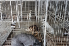 Str. Ctin Bobescu microcip 642099000498606