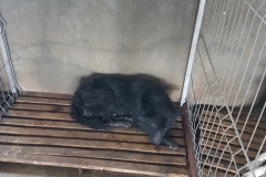 Str. Ctin Bobescu microcip 642099000498625