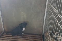 Str. Panaitescu microcip 642099000498605