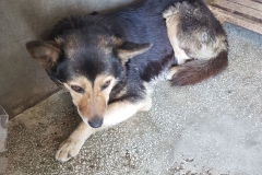 Sos.Mangaliei Microcip642099000470438