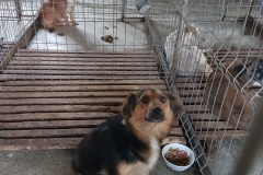 Str. dr. Gh. Marinescu microcip 642099000498589