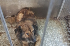 Sos Mangaliei-Far Microcip 642099000470537