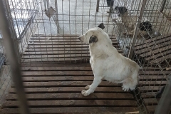 Sos.Mangaliei Microcip 642099470546