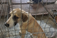 Sos.Mangaliei Microcip642099000470548