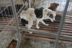 Varfu cu Dor Microcip 642099000470526