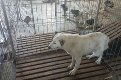 Varfu cu Dor Microcip 642099000470527