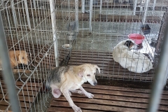 Varfu cu Dor Microcip 642099000470532