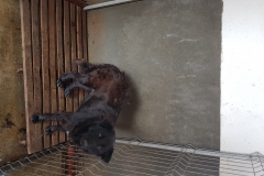 Bd A.Vlaicu colt cu Str. Baba Novac microcip 642099000470533