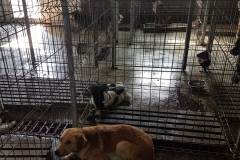 Str. Preda Buzescu microcip 642099000470538