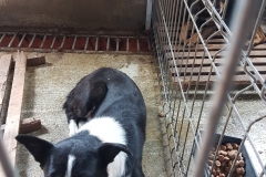 str. Varfu cu Dor microcip 642099000470508
