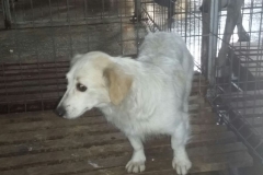 str. Soarelui microcip 642099000498581