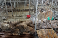 Str. Grivitei microcip 6420900470510