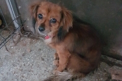 Aleea Jadului microcip 642099000498516