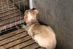 microcip 642099000445985 ( Spitalul Jud Constanta)