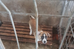 Str. Justitiei microcip 642099000470469