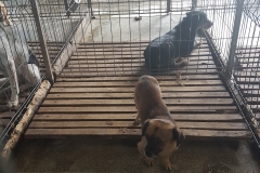 Str. Justitiei microcip 642099000470470
