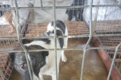 Str. Justitiei microcip 642099000470473