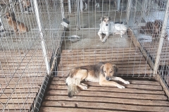 Str. Varfu cu Dor microcip 642099000470453