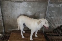 Aleea Egretei microcip 642099000470496
