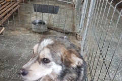 Bd.Mamaia microcip 642099000470467