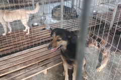 Bd.Mamaia microcip 642099000470494