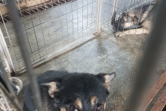 Piata CET microci 642099000470491