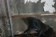 Piata CET microcip 642099000470486