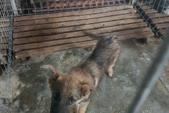 Str. Medeea microcip 642099000470483