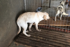 642099000461430 Str. Vifor Haiducul Liceul gheorghe Duca