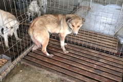 642099000461432 Str. Vifor Haiducul Liceul gheorghe Duca