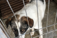 642099000461438 Str. Vifor Haiducul Liceul gheorghe Duca