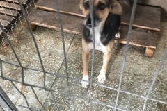 642099000461517 zona interioara str Cincinat Pavelescu