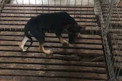 642099000470362 depozitul de cartoane, str. Eliberarii