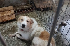 Str. Bogdan Voda microcip 642099000498681