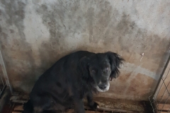 Str. Corbului microcip 642098201621993
