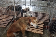 Str. Ctin Bobescu microcip 642099000498685