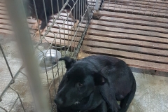 Str. Dobrila Eugeniu microcip 642099000498697