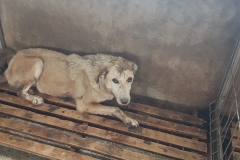 str. Corbului microcip 642099000498683