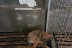 Str. Baraganului microcip 642099000498626