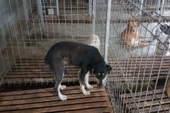 Str. Medeea microcip 642099000498632