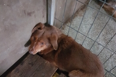 Str. Medeea microcip 642099000498634