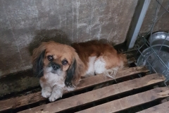 Str. Soveja microcip 642099000498638